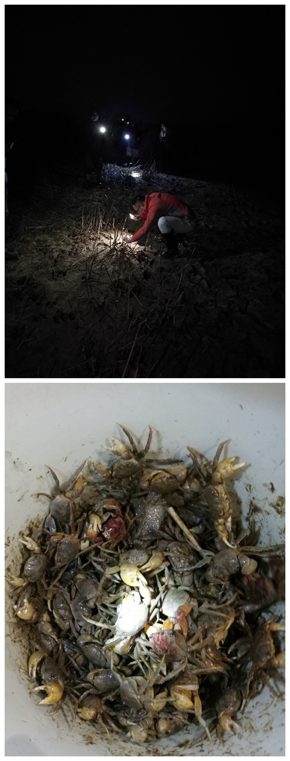 我所完成鹽城地區蟛蜞中寄生蟲的監測工作